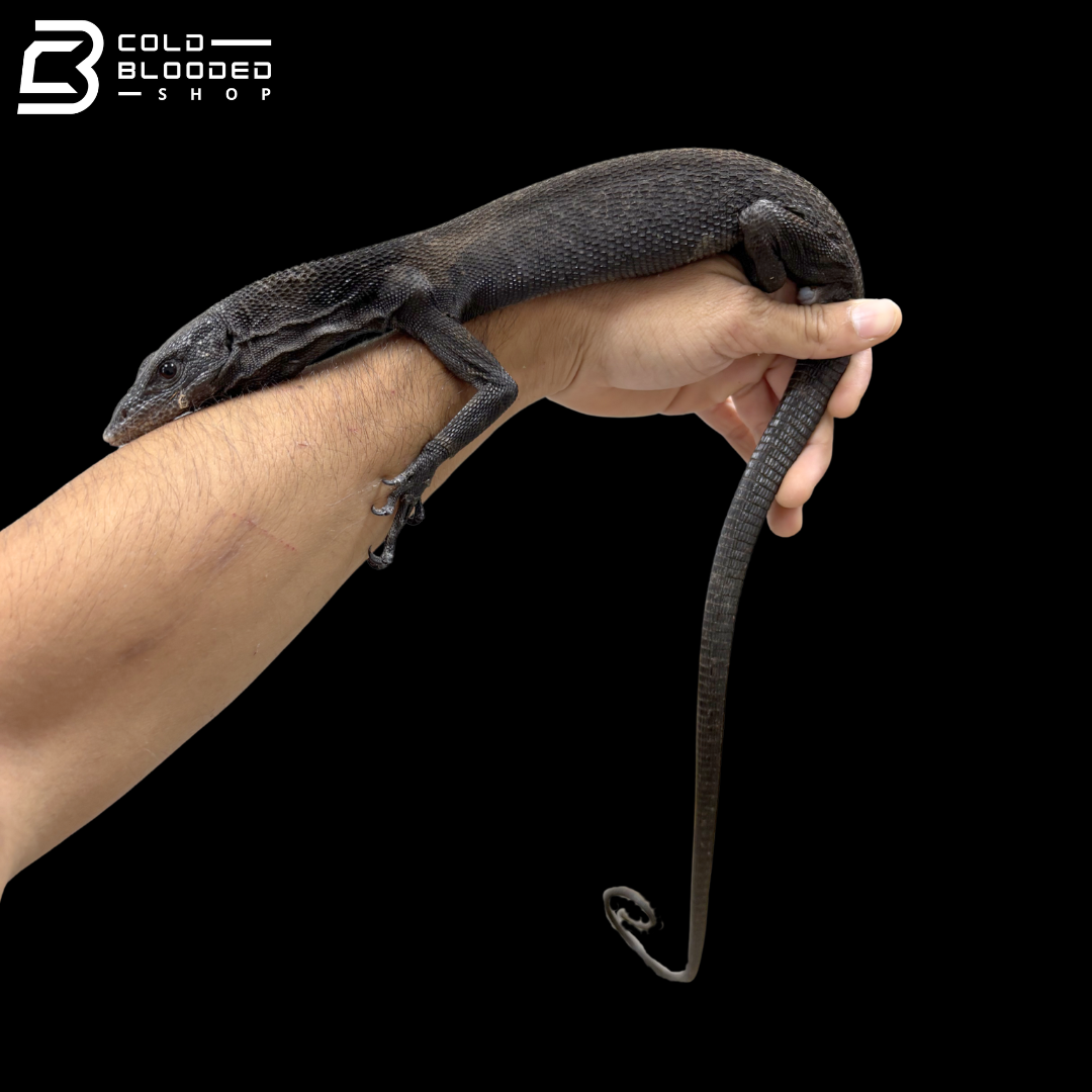 Adult Male Black Tree Monitor - Varanus beccarii