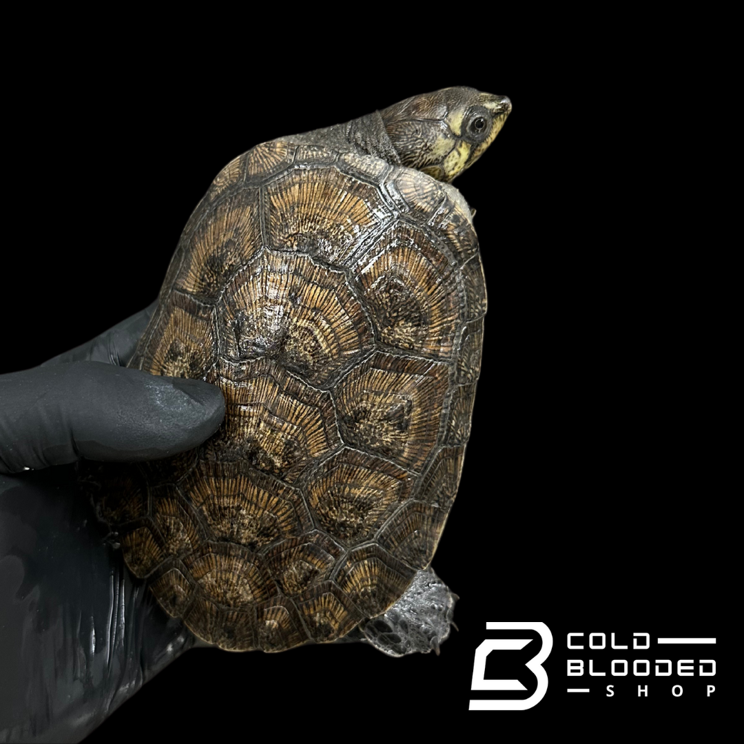Madagascan big-headed turtle ZOO STOCK - Erymnochelys madagascariensis