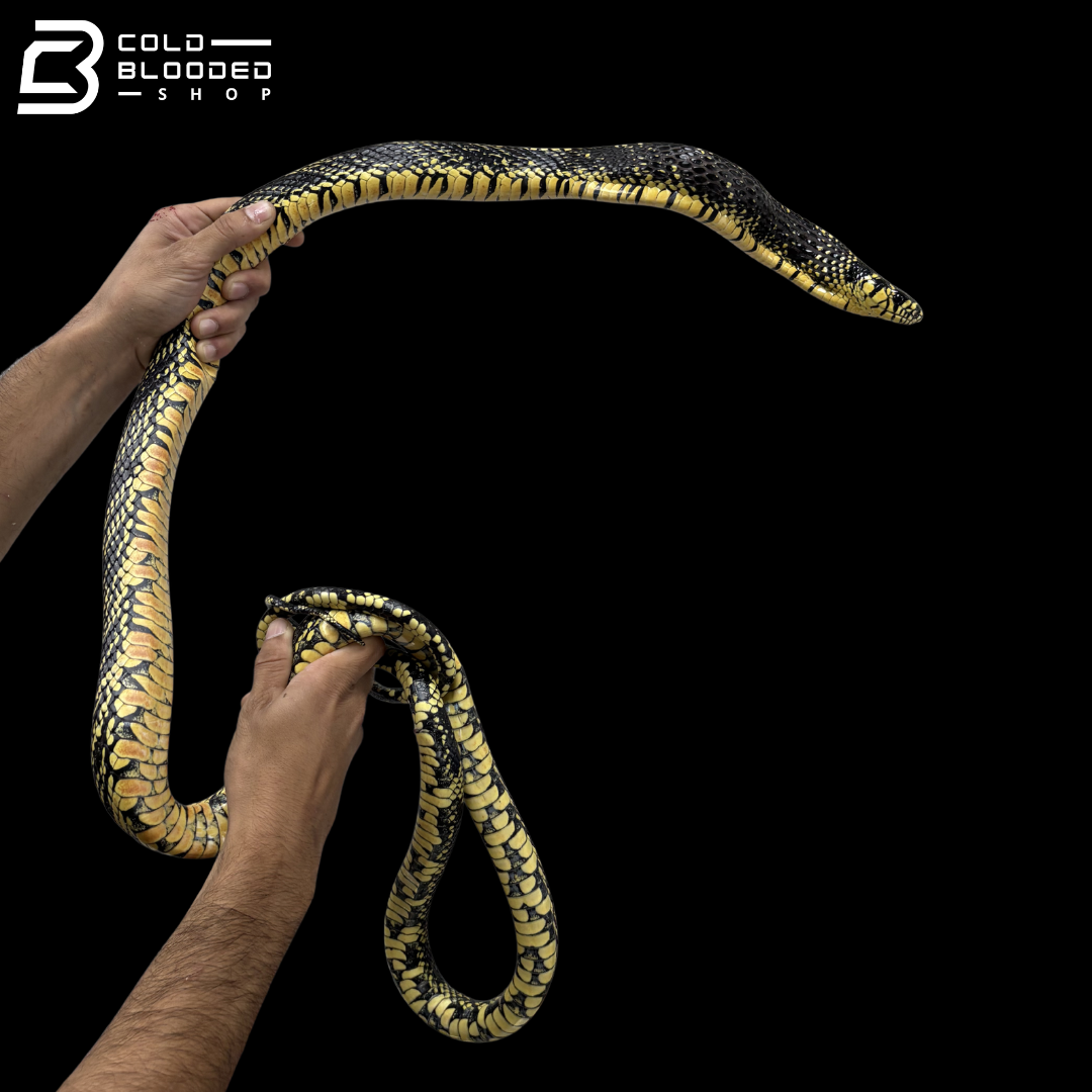 Adult Female Nicaraguan Tiger Rat Snake - Spilotes Pullatus