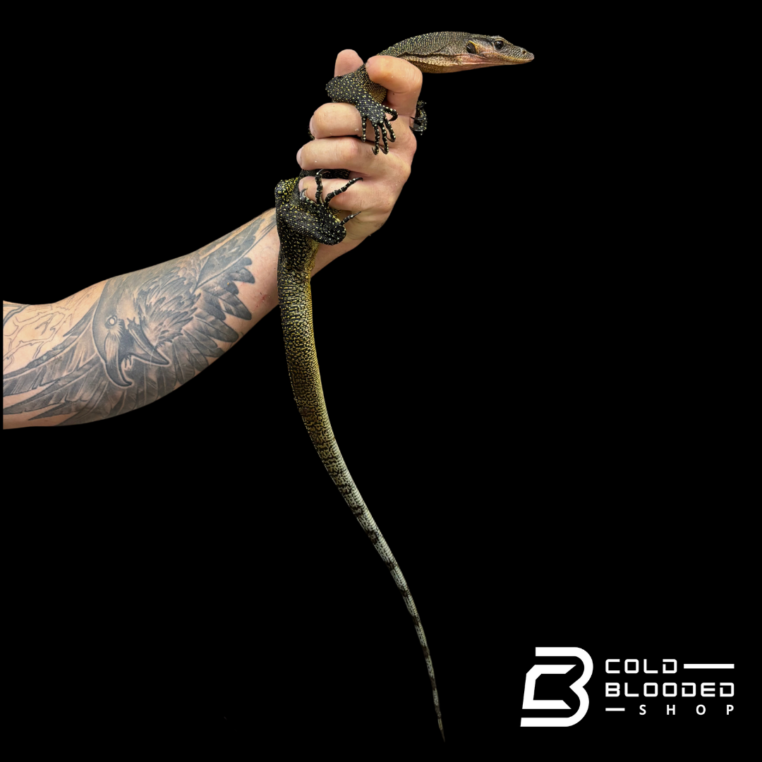 Sub-Adult Peach-throated Monitor - Varanus jobiensis