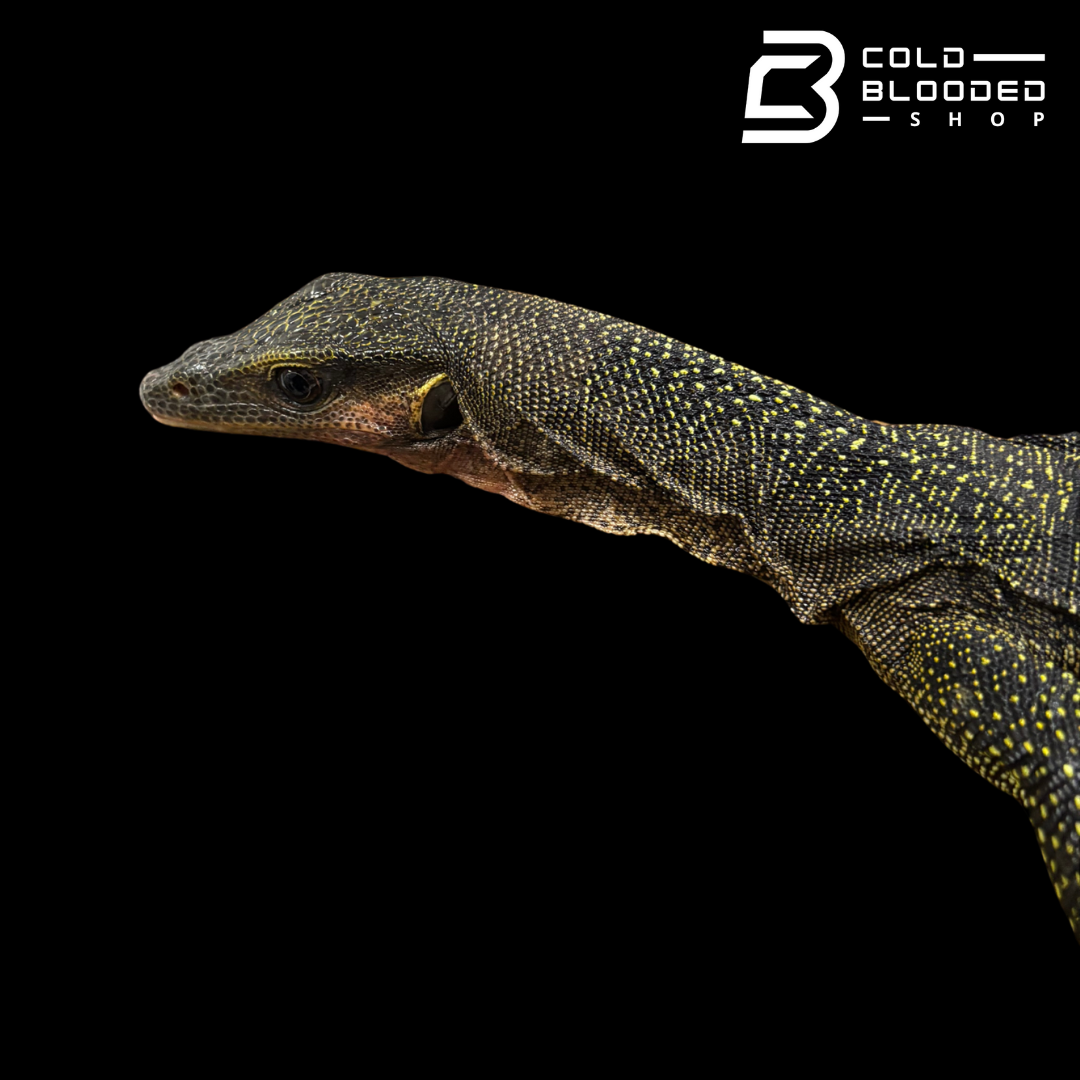 Sub-Adult Peach-throated Monitor - Varanus jobiensis