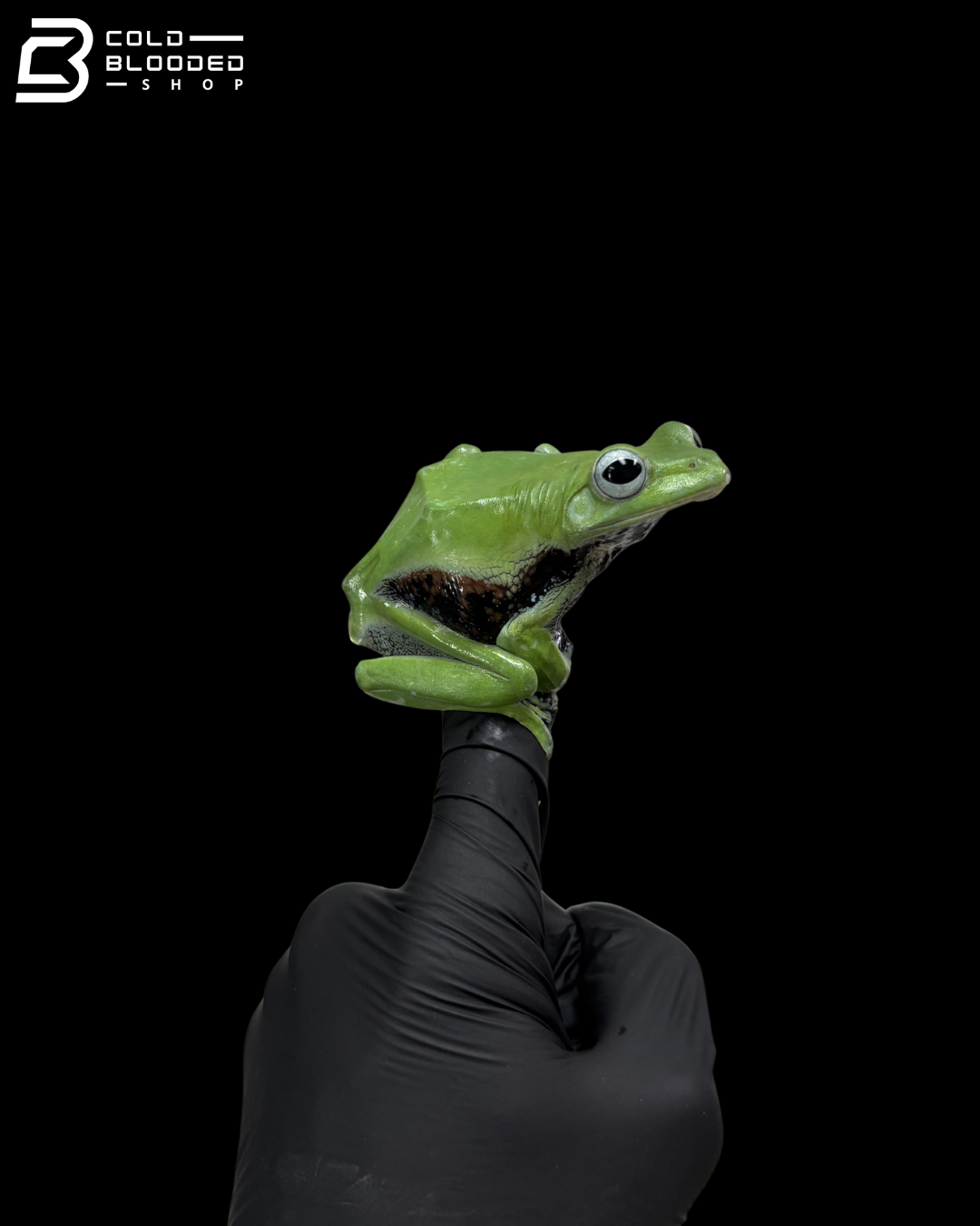 Norhayati's Gliding Frog - Rhacophorus Norhayatii