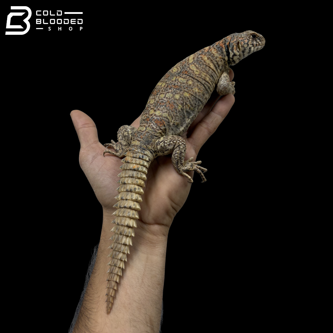 Adult Female Ornate Uromastyx - Uromastyx ornata