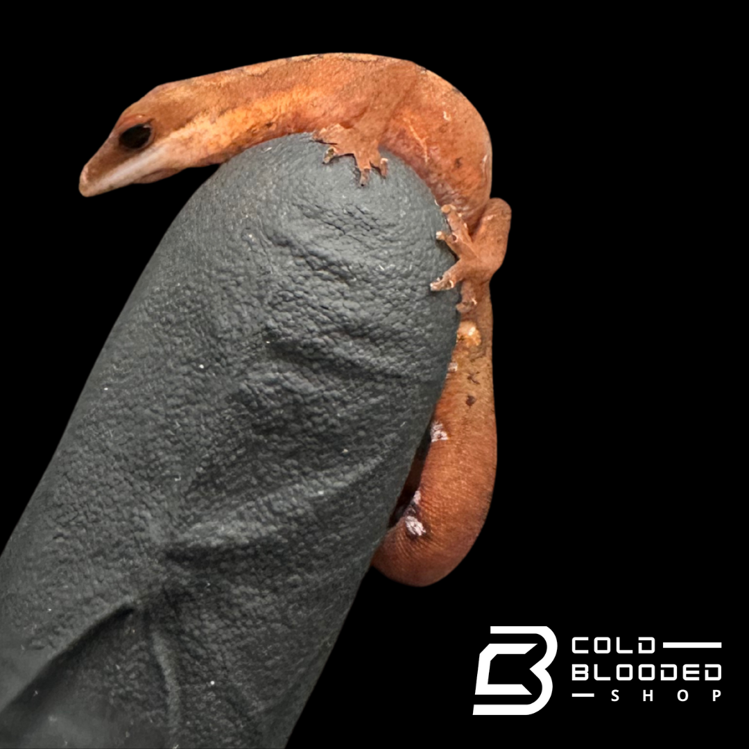 CB Cat Gecko #2 - Aeluroscalabotes felinus