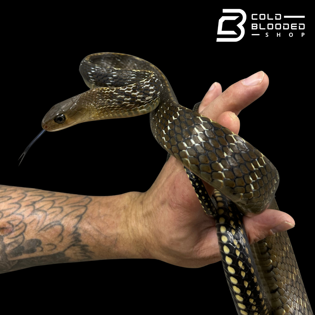 Adult Female Keeled Rat Snake - Ptyas Carinata #3