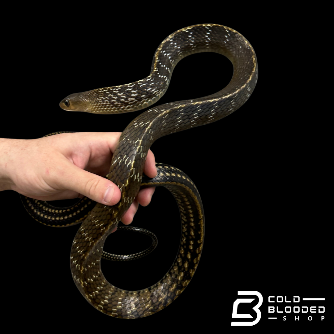 Adult Female Keeled Rat Snake - Ptyas Carinata #3