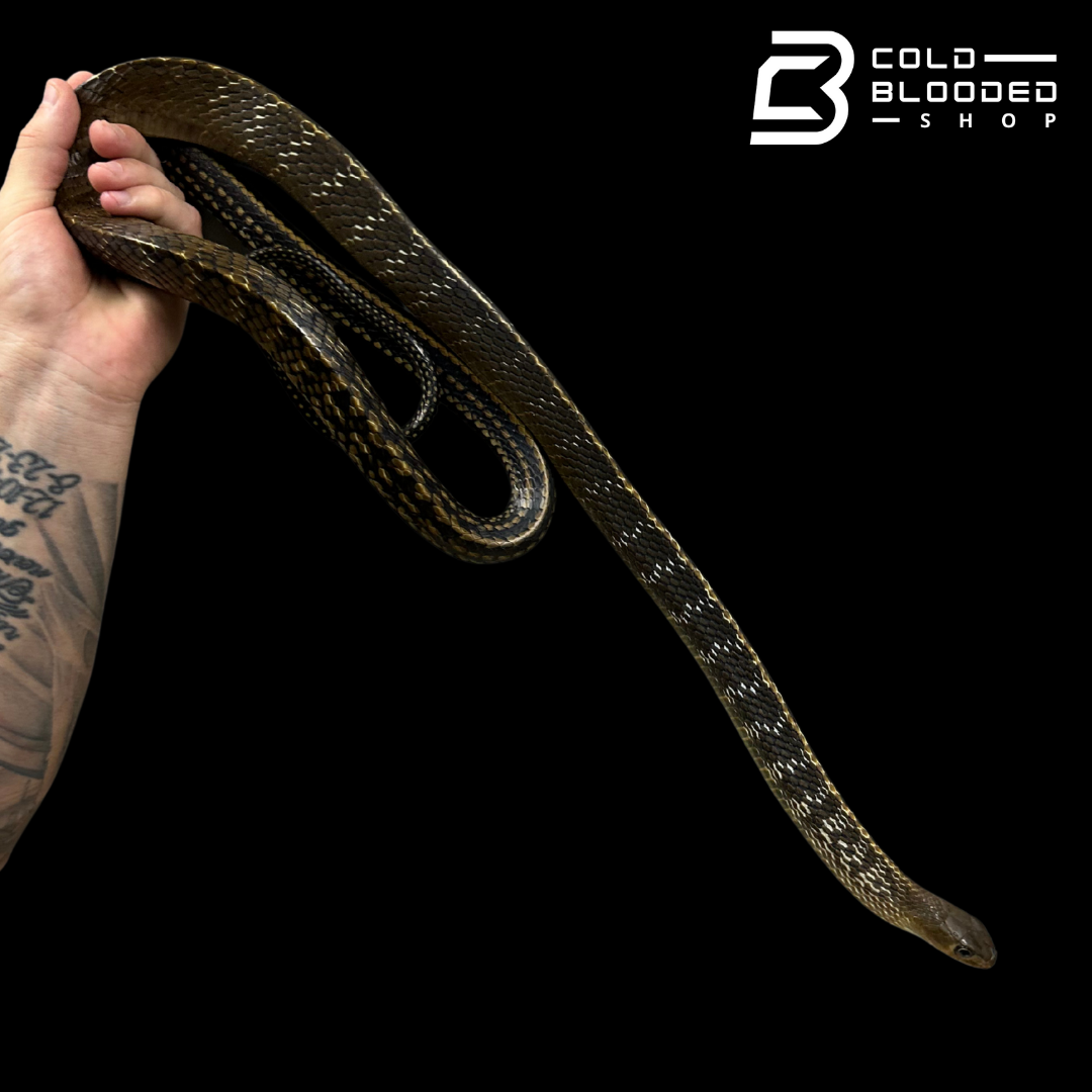 Adult Female Keeled Rat Snake - Ptyas Carinata #3