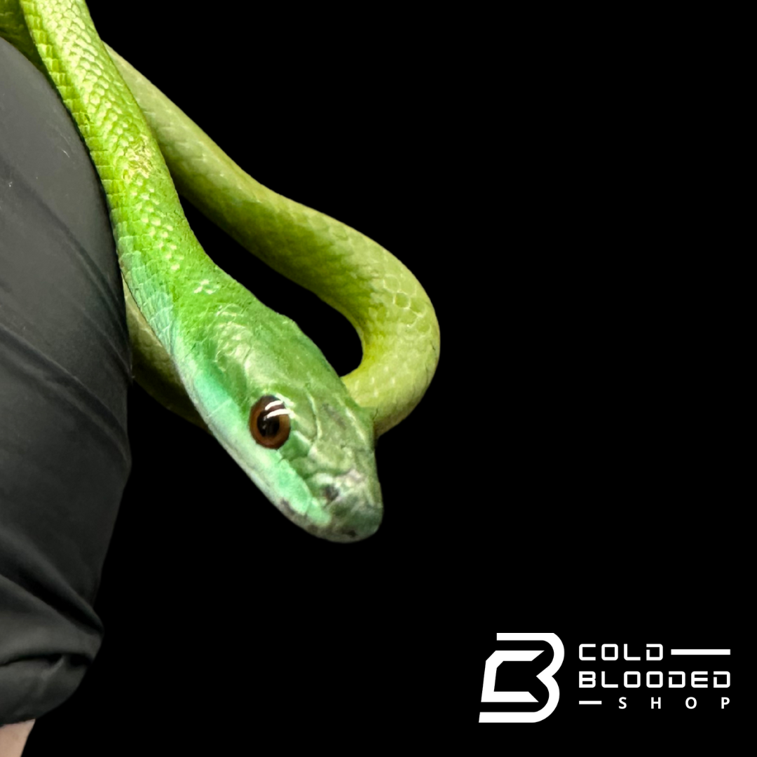 Smooth Machete fire Snake - Chironius Scurullus