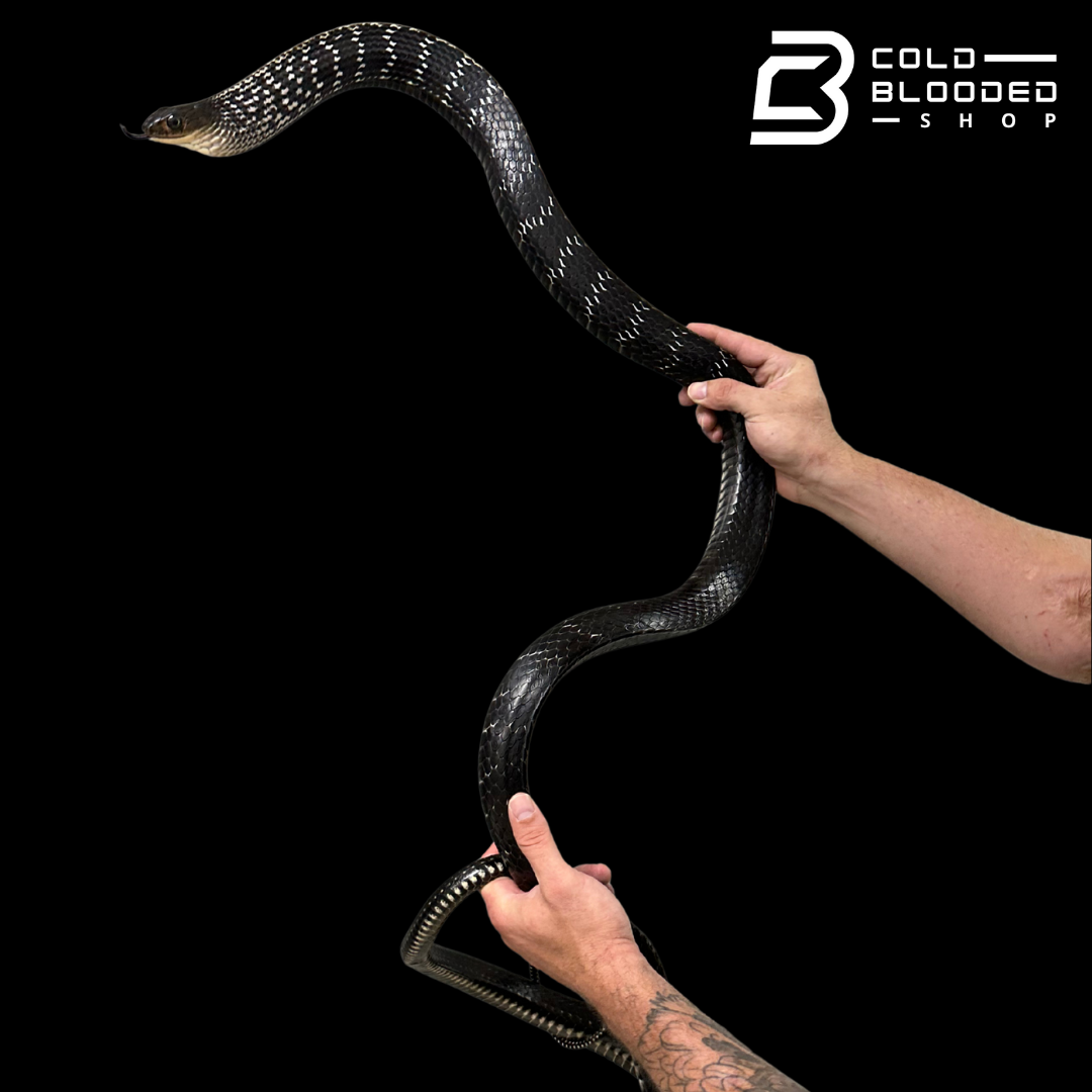 HUGE! Adult Male Keeled Rat Snake M#1 - Ptyas Carinata