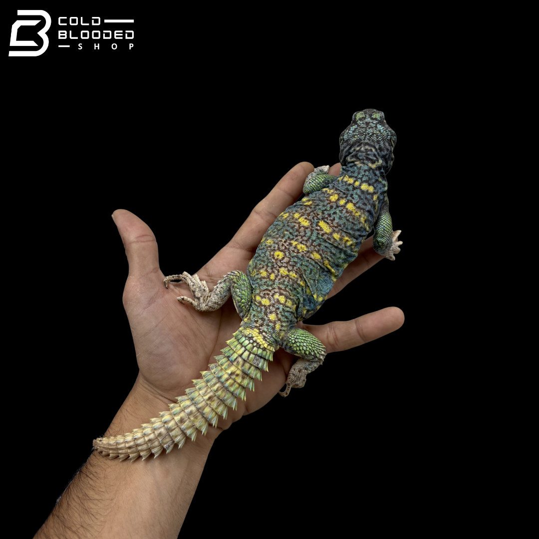 Male Blue\Green Ornate Uromastyx - Uromastyx Ornata