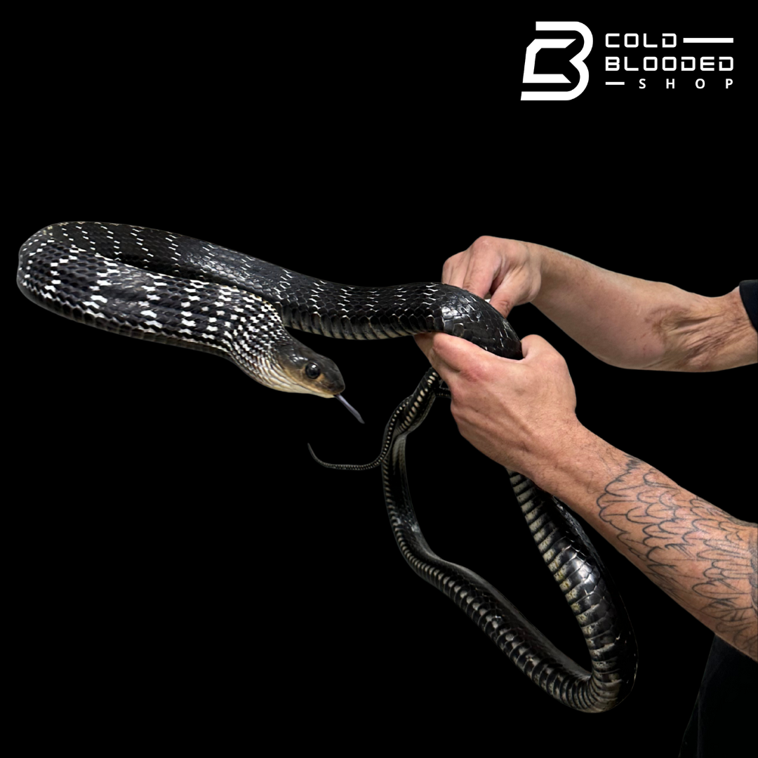 HUGE! Adult Male Keeled Rat Snake M#1 - Ptyas Carinata