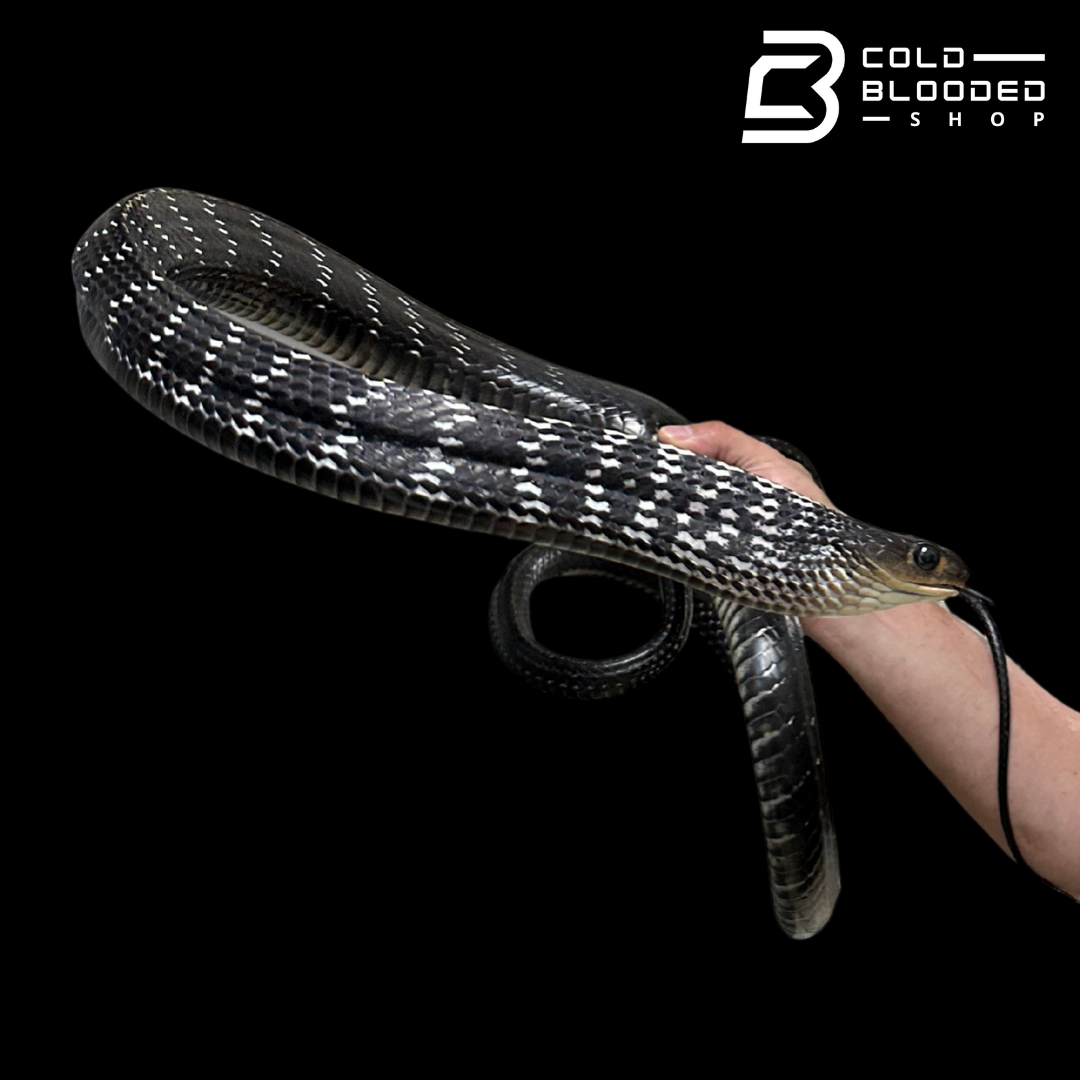 HUGE! Adult Male Keeled Rat Snake M#1 - Ptyas Carinata