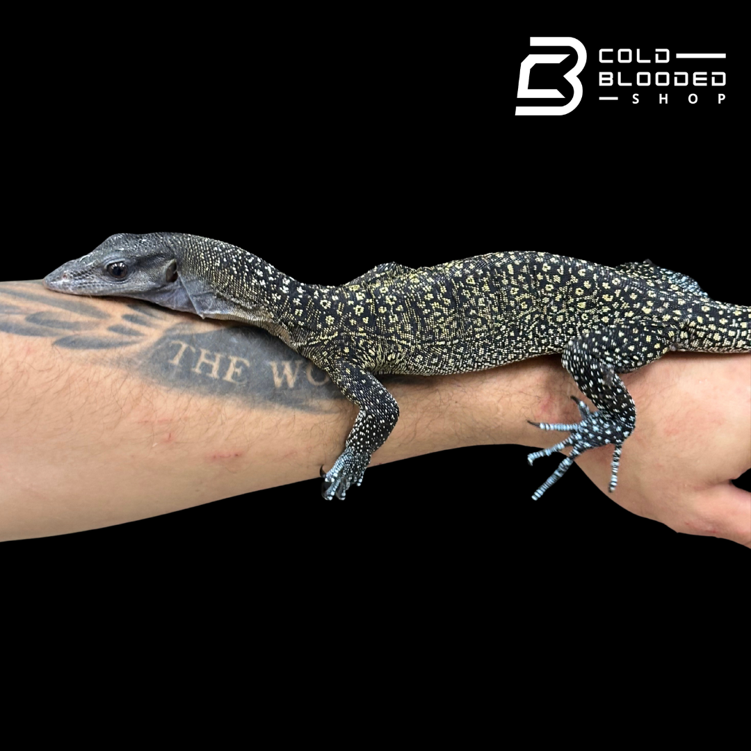 STUNNER! #4 Batanta Island Peach-throated Monitor - Varanus jobiensis