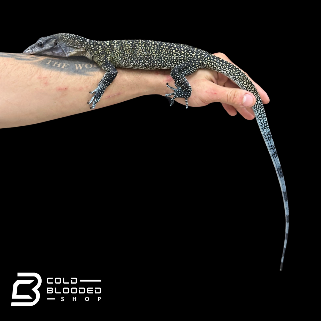 STUNNER! #4 Batanta Island Peach-throated Monitor - Varanus jobiensis