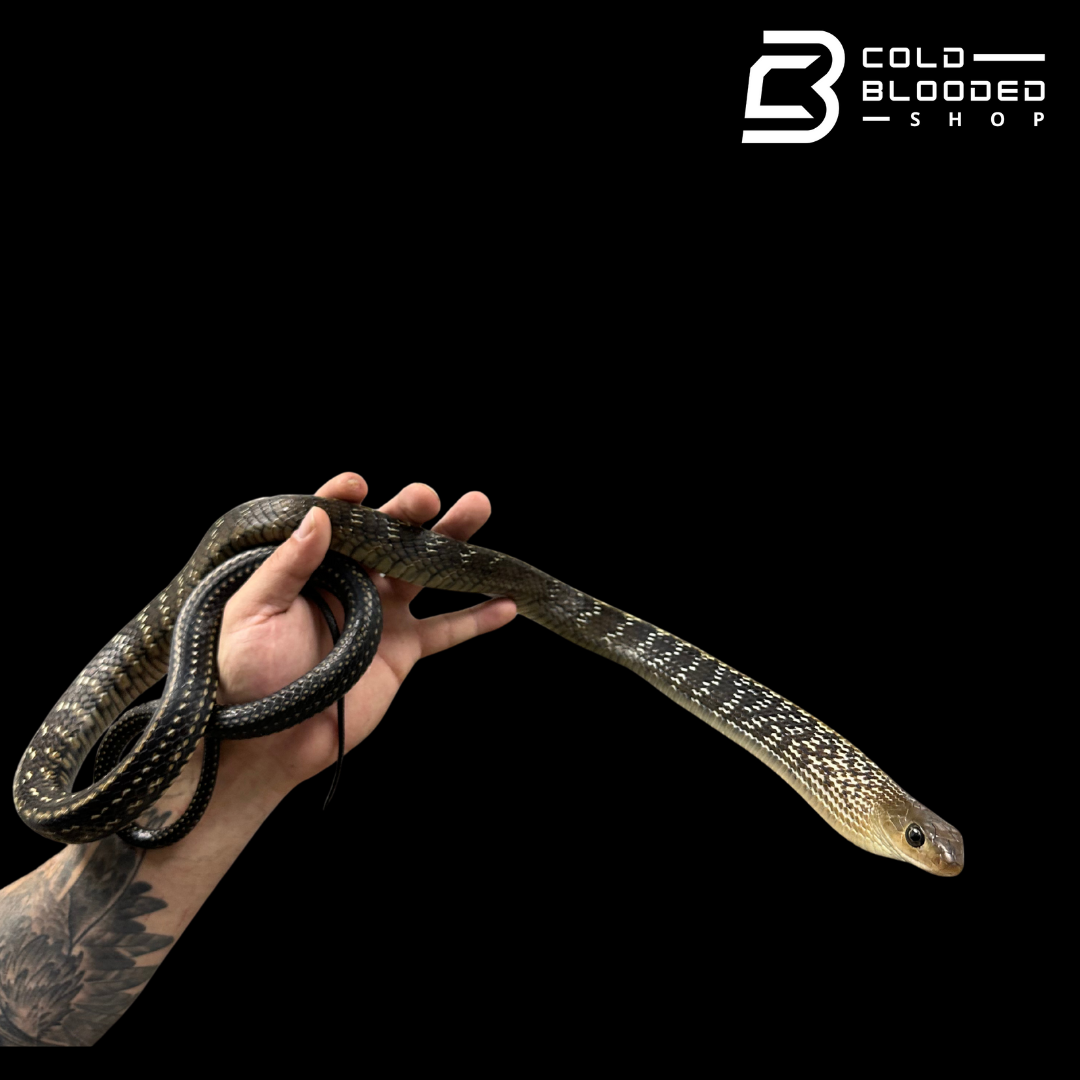 Adult Female Keeled Rat Snake - Ptyas Carinata #4