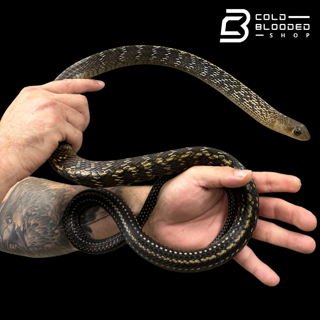 Adult Female Keeled Rat Snake - Ptyas Carinata #4