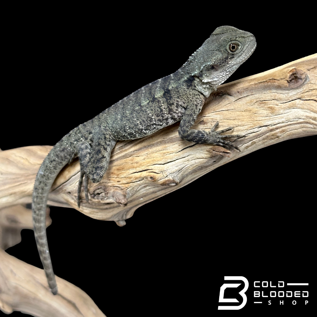 Young Australian Water Dragons - Intellagama lesueurii