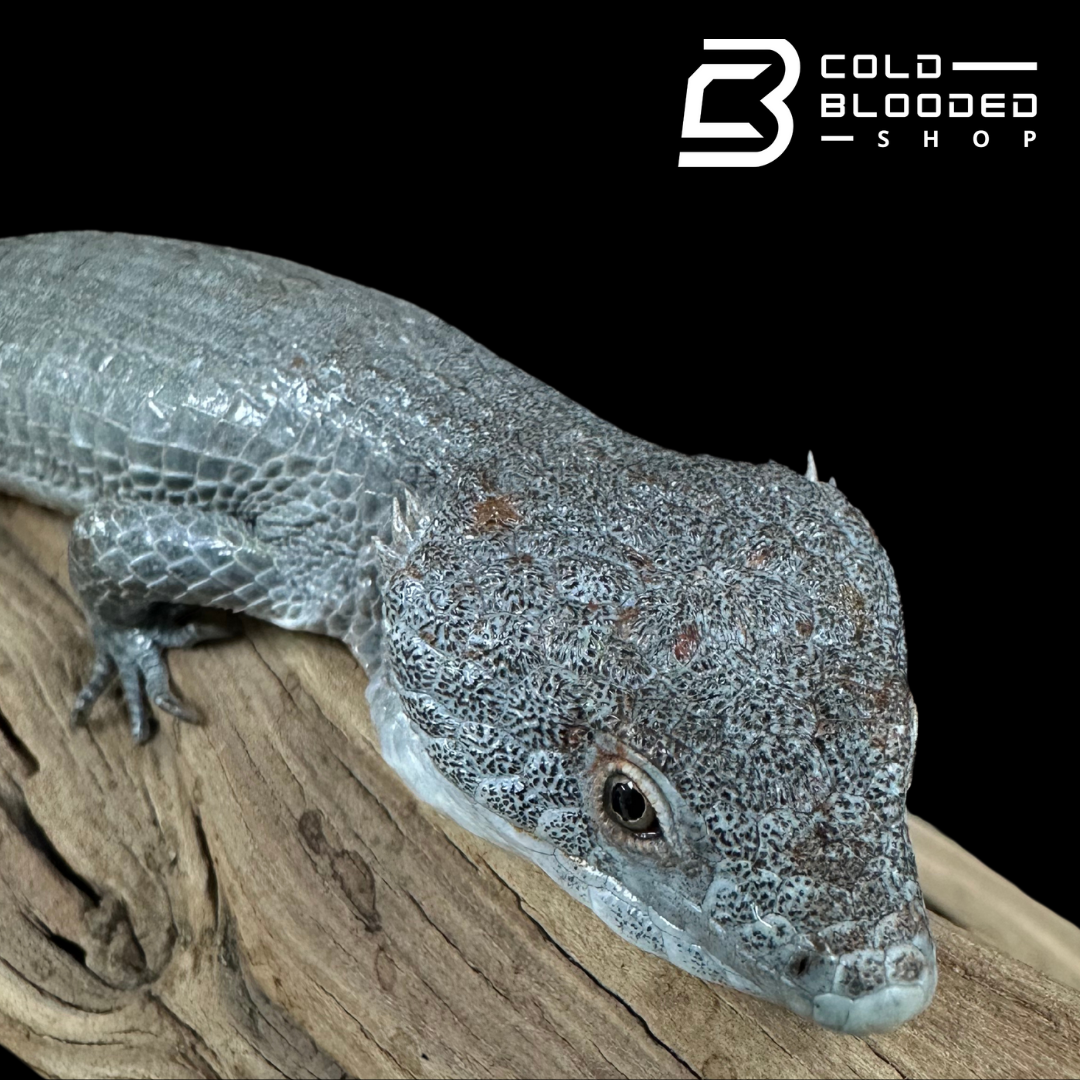 Mexican Alligator Lizard Male - Abronia lythrochila