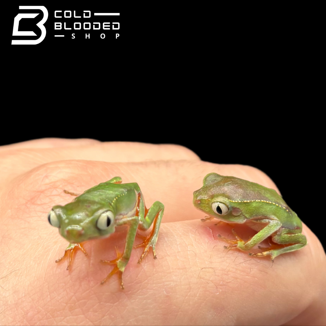 White lined monkey frog - Phyllomedusa vaillantii