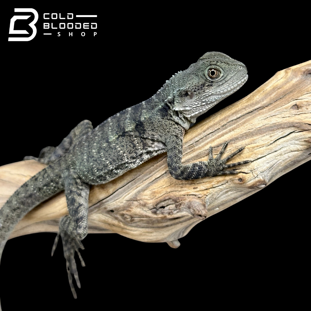 Young Australian Water Dragons - Intellagama lesueurii