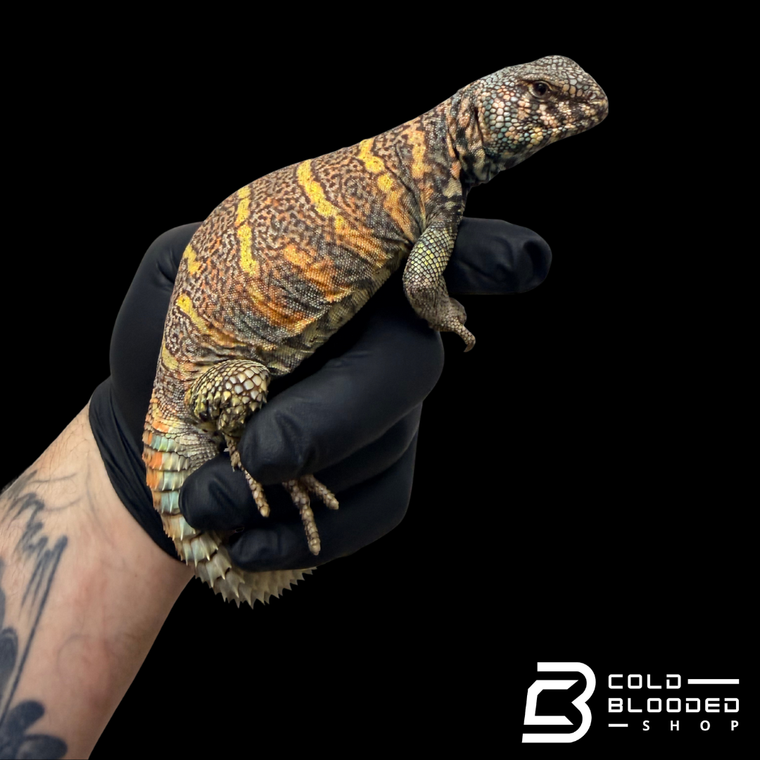 Bebé Uromastyx adornado