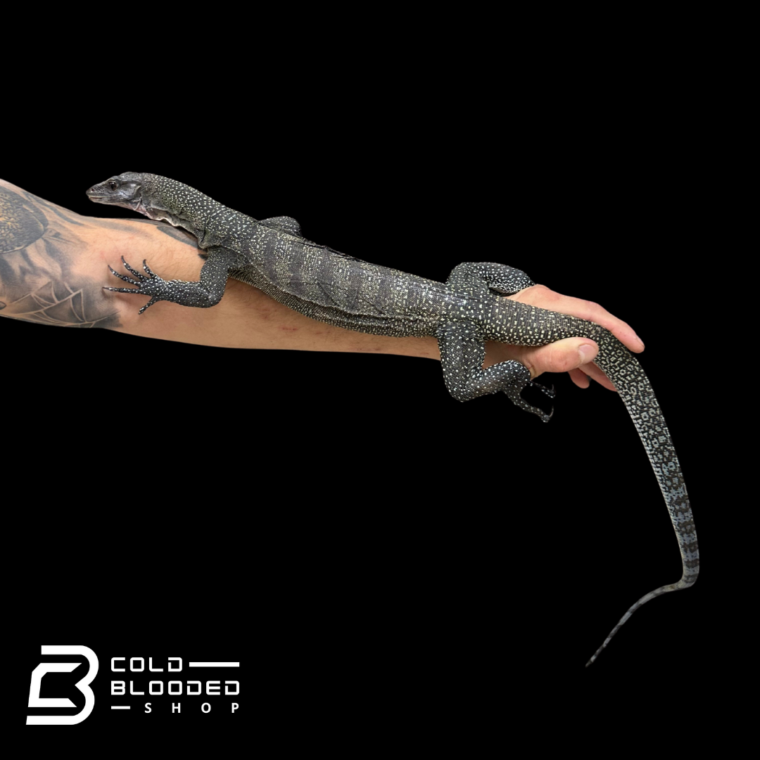 Adult Peach-throated Monitor - Varanus jobiensis