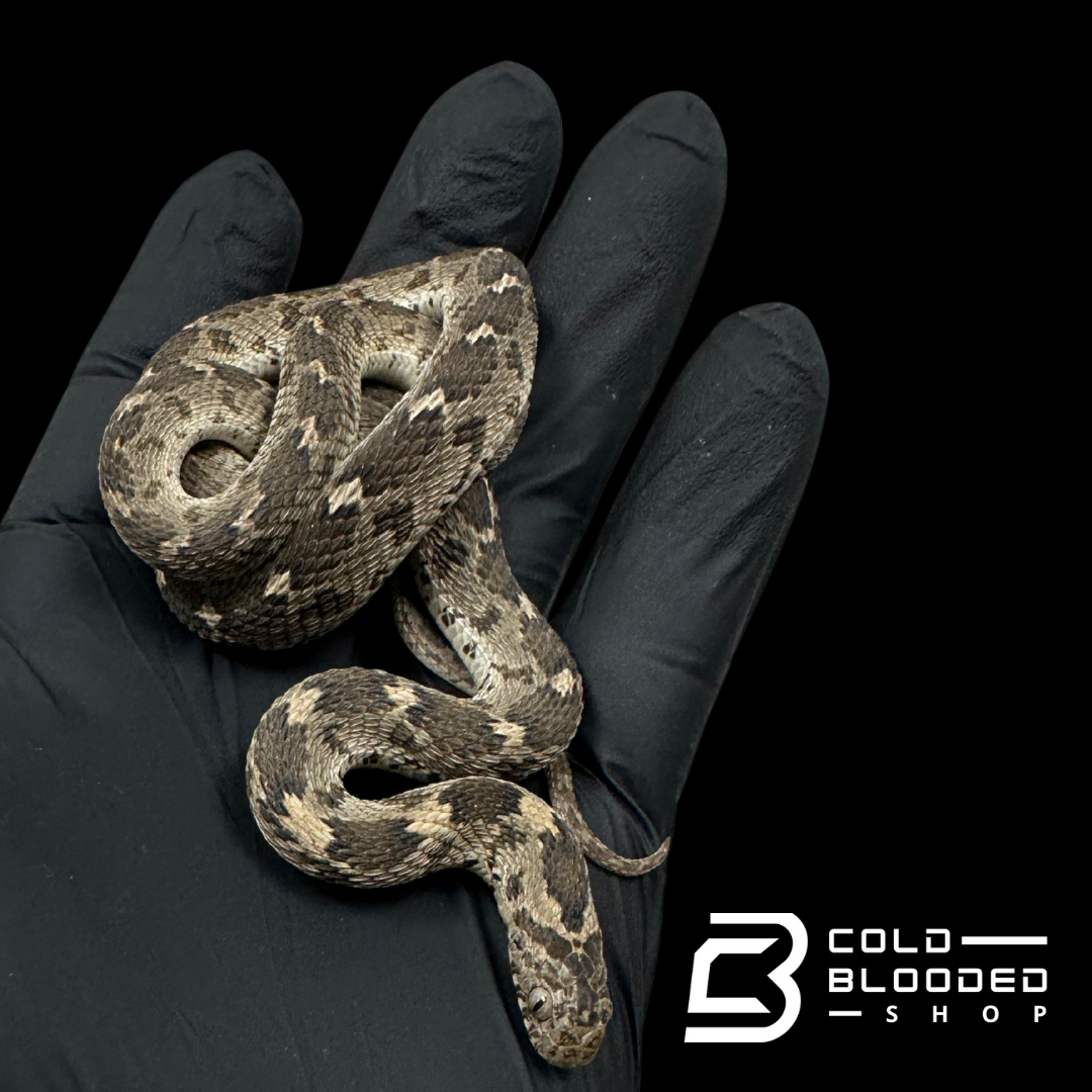 Egyptian egg-eating snake - Dasypeltis bazi