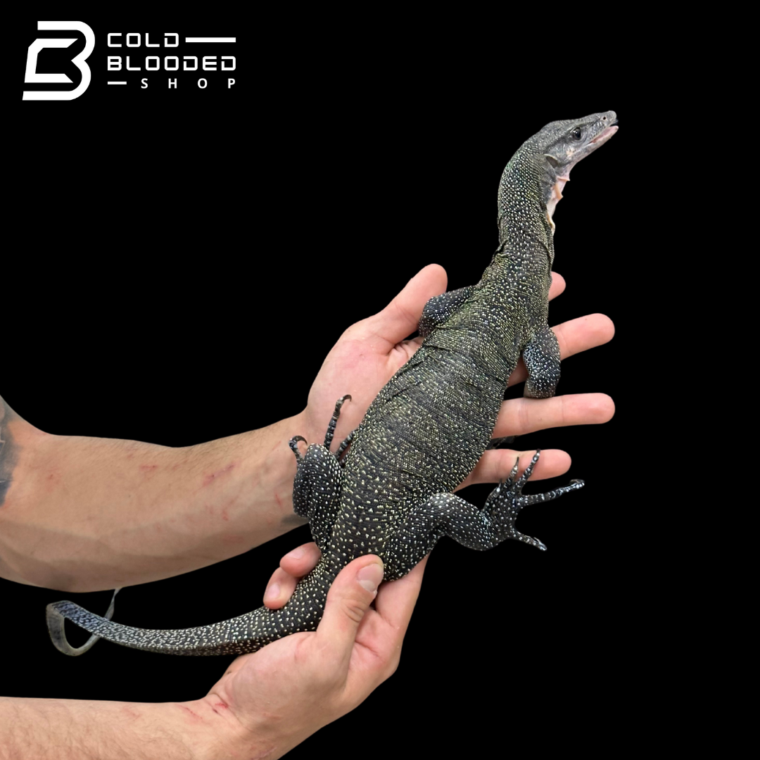 Sub-Adult Peach-throated Monitor - Varanus jobiensis #3