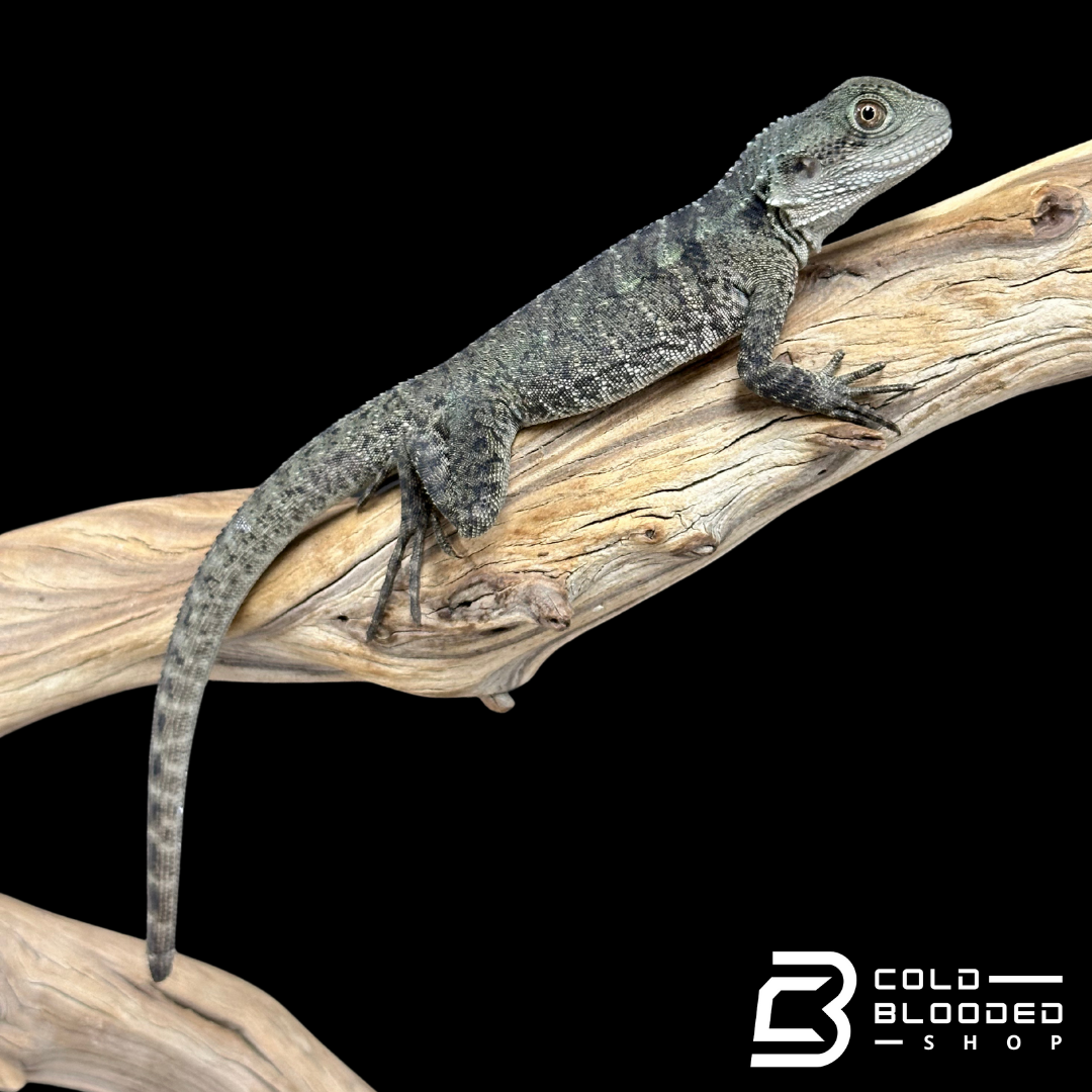 Young Australian Water Dragons - Intellagama lesueurii