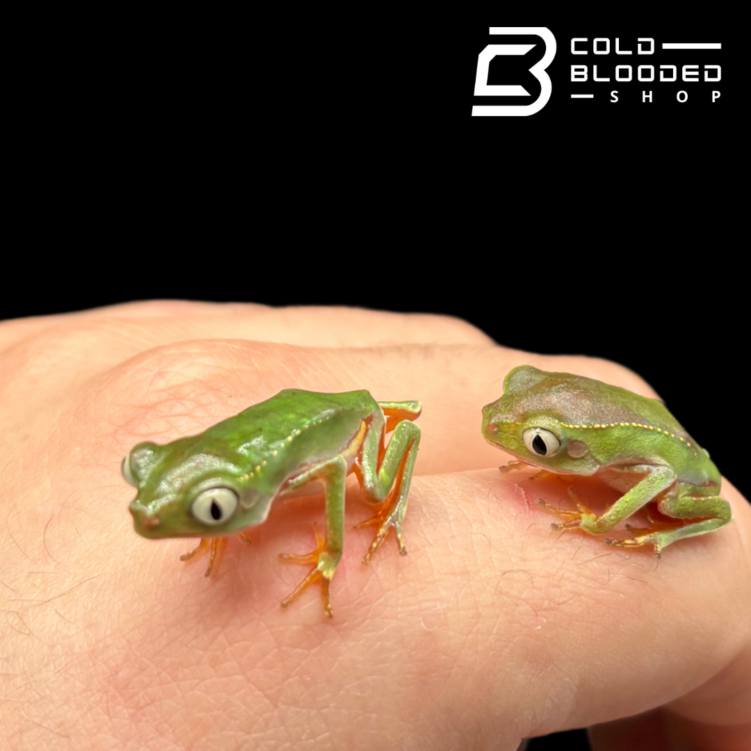 White lined monkey frog - Phyllomedusa vaillantii