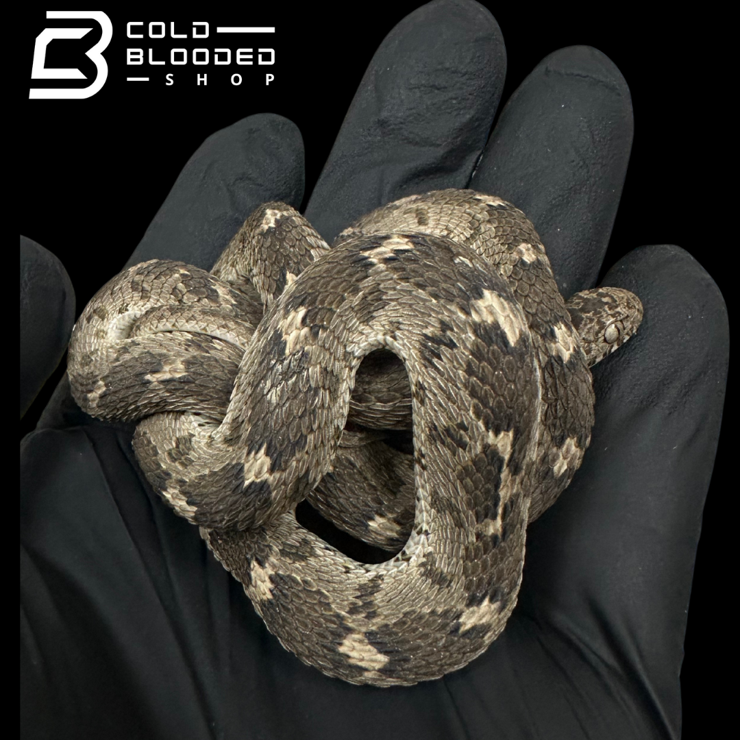 Egyptian egg-eating snake - Dasypeltis bazi