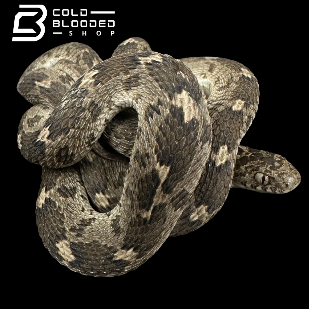 Egyptian egg-eating snake - Dasypeltis bazi