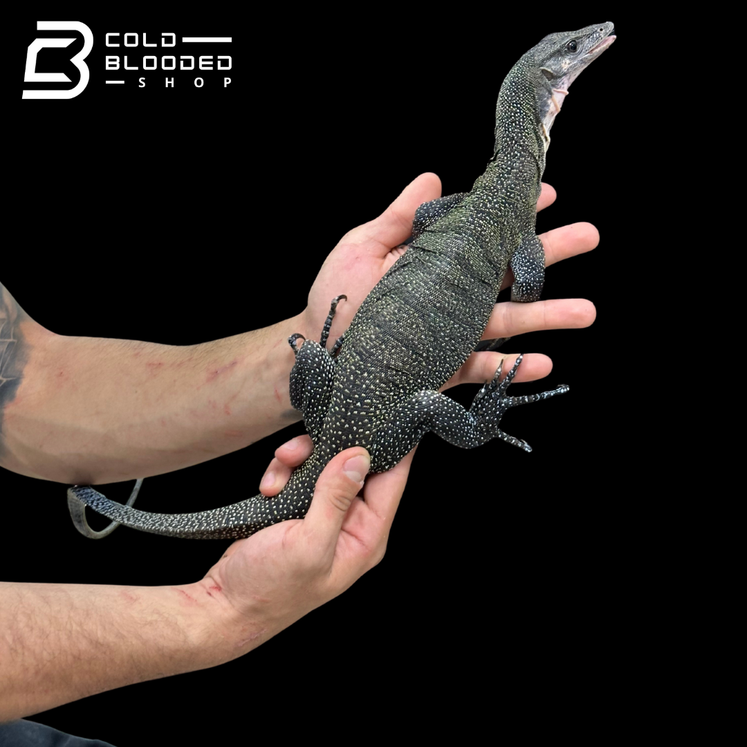 Sub-Adult Peach-throated Monitor - Varanus jobiensis #3