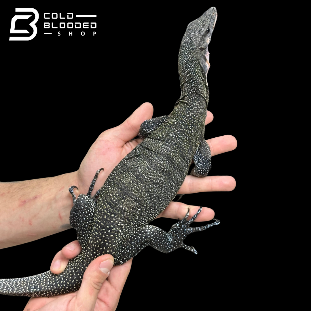 Sub-Adult Peach-throated Monitor - Varanus jobiensis #3