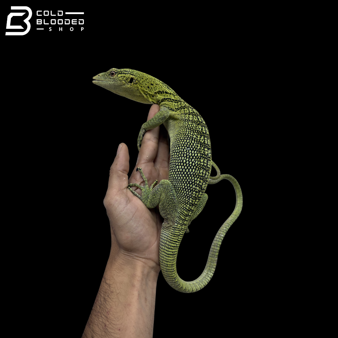 USCBB Proven Breeder Yellow Tree Monitor