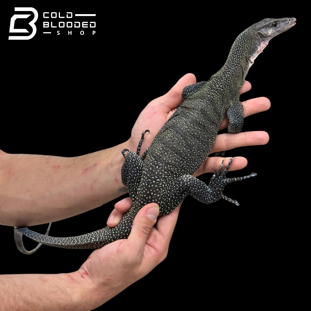 Sub-Adult Peach-throated Monitor - Varanus jobiensis #3