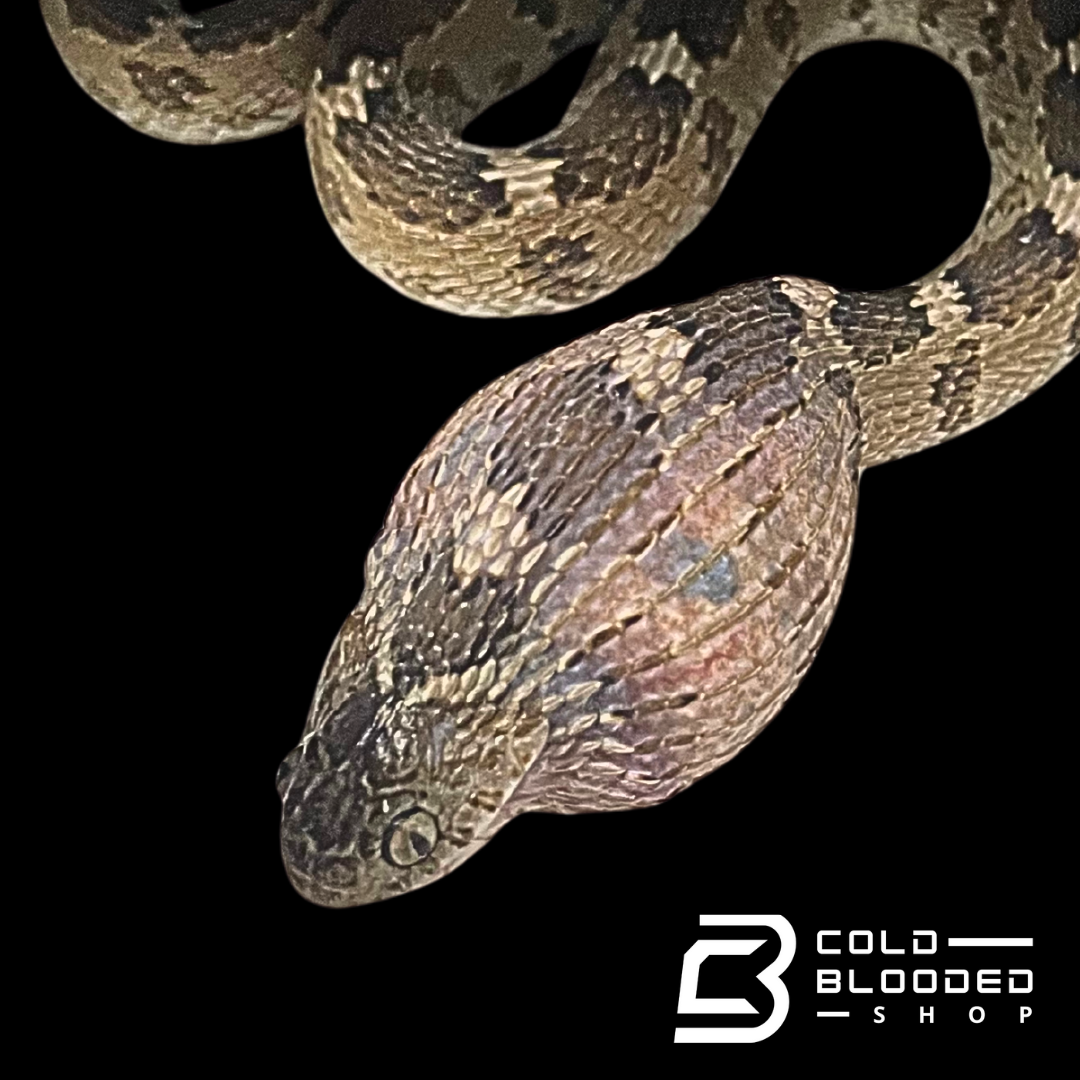 Egyptian egg-eating snake - Dasypeltis bazi