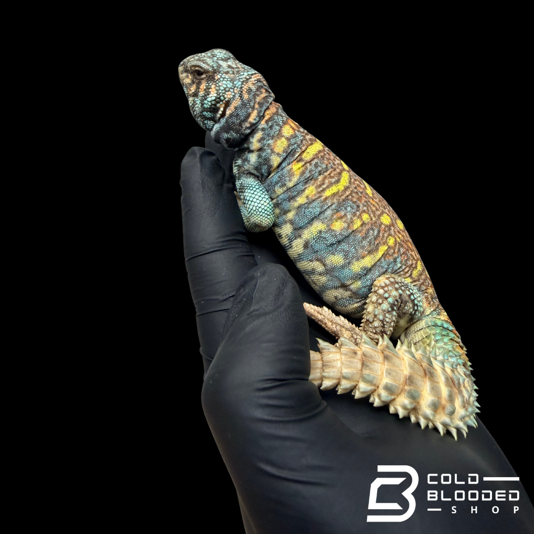 Bebé Uromastyx adornado
