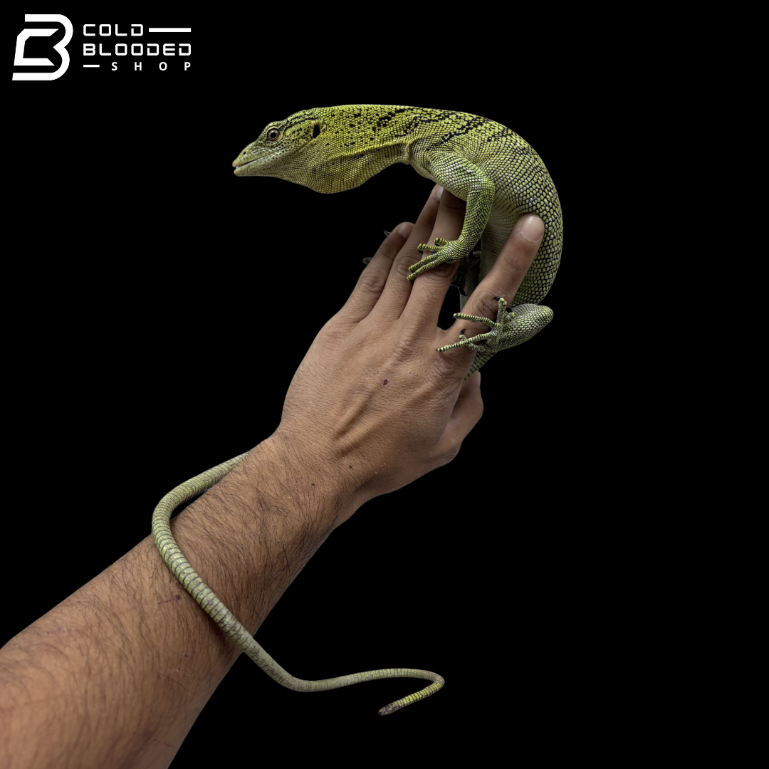 USCBB Proven Breeder Yellow Tree Monitor