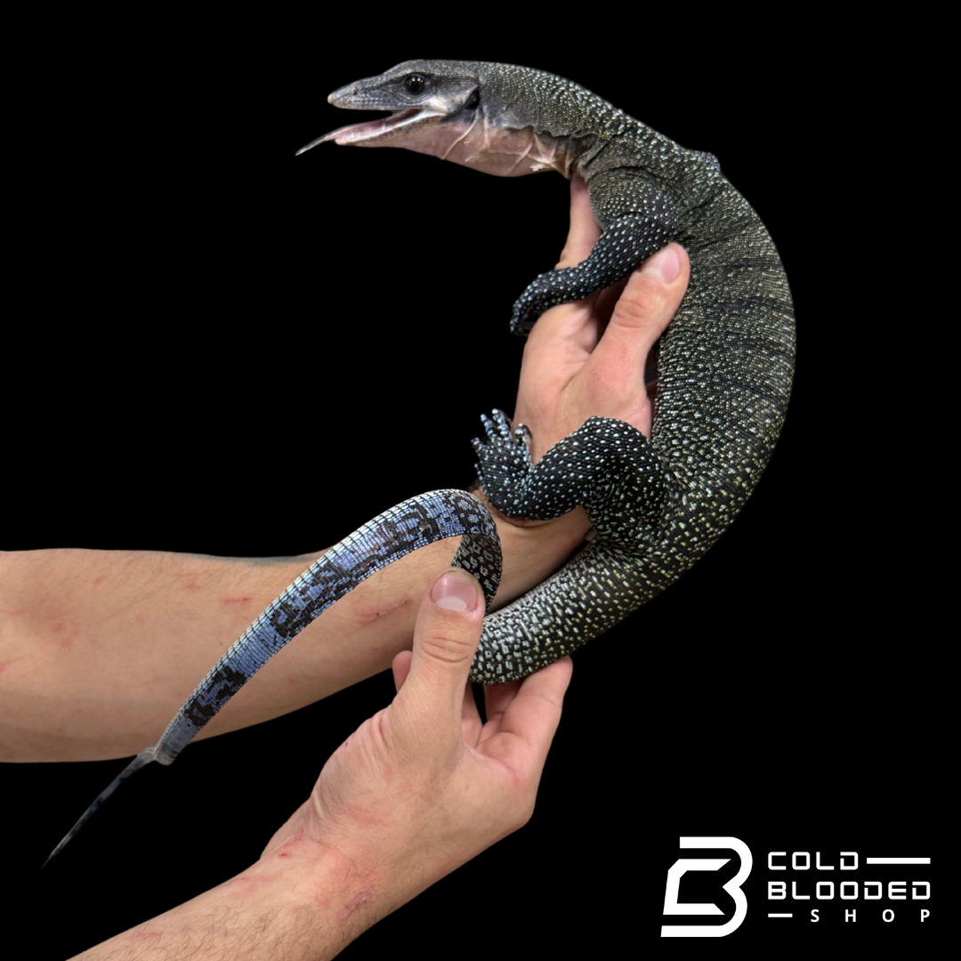 Sub-Adult Peach-throated Monitor - Varanus jobiensis #4