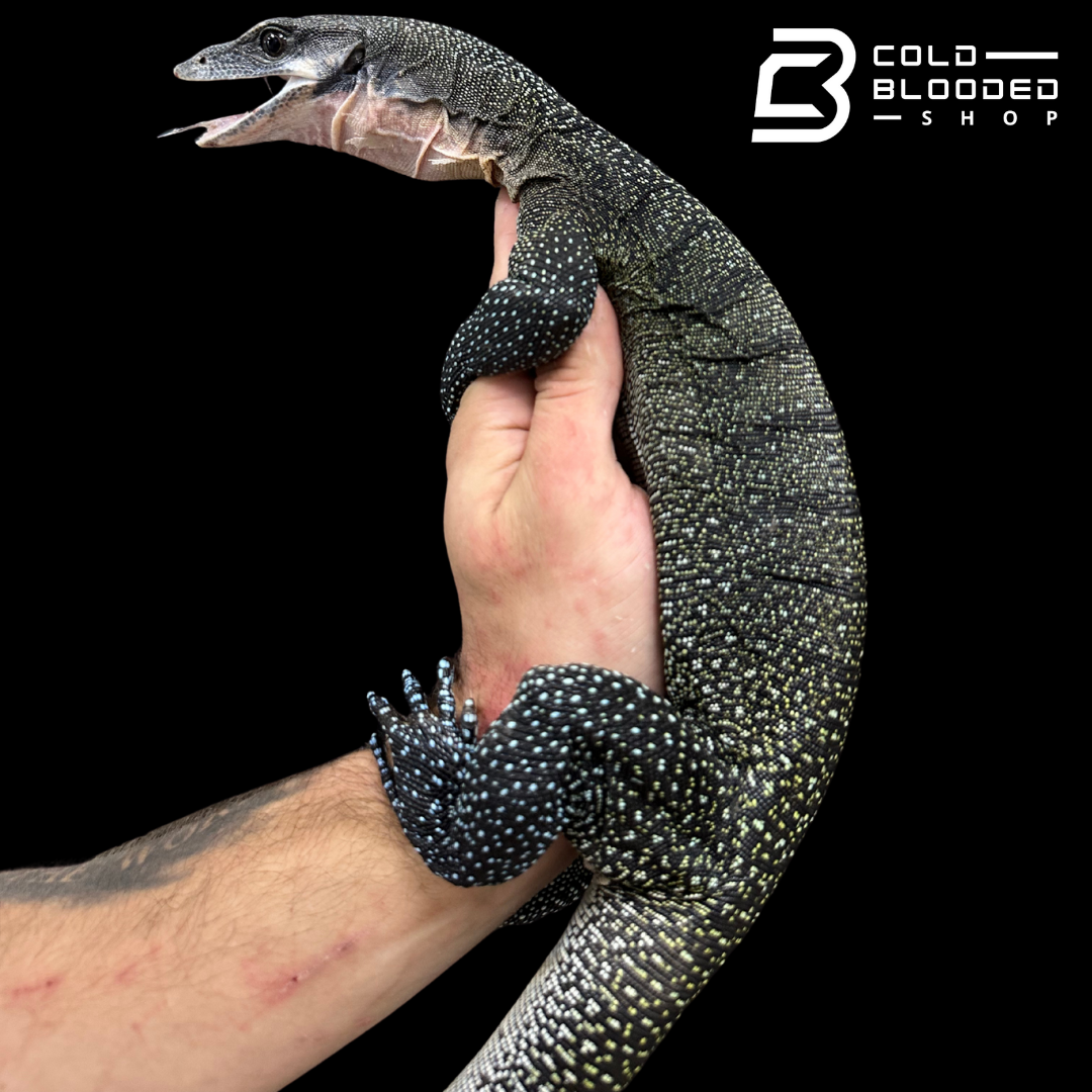 Sub-Adult Peach-throated Monitor - Varanus jobiensis #4