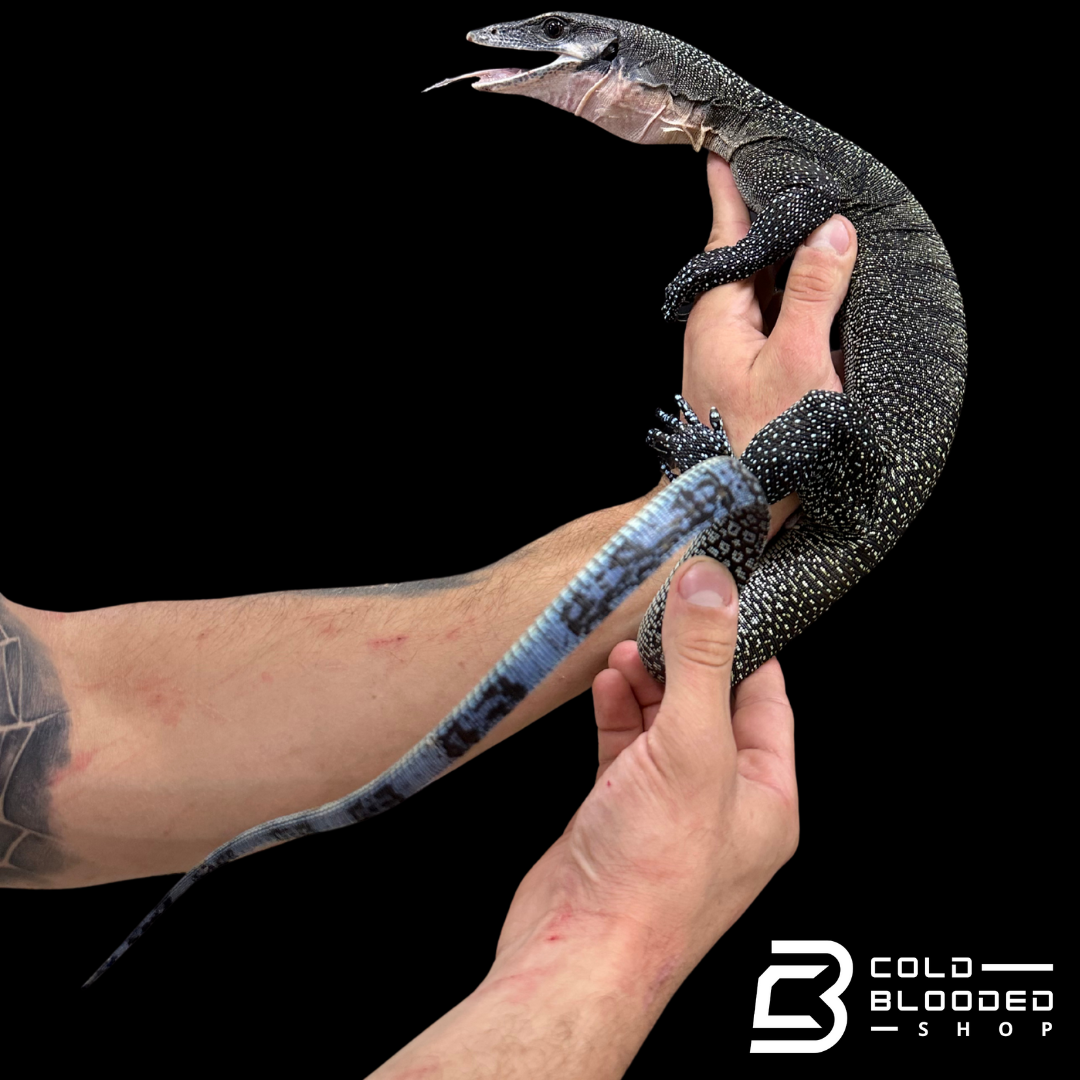 Sub-Adult Peach-throated Monitor - Varanus jobiensis #4