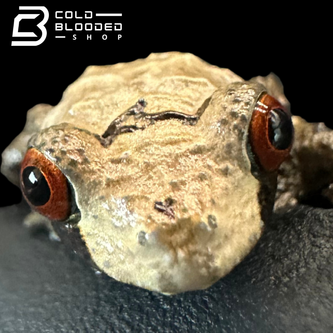 Rana de caca de pájaro vietnamita - Theloderma asperum