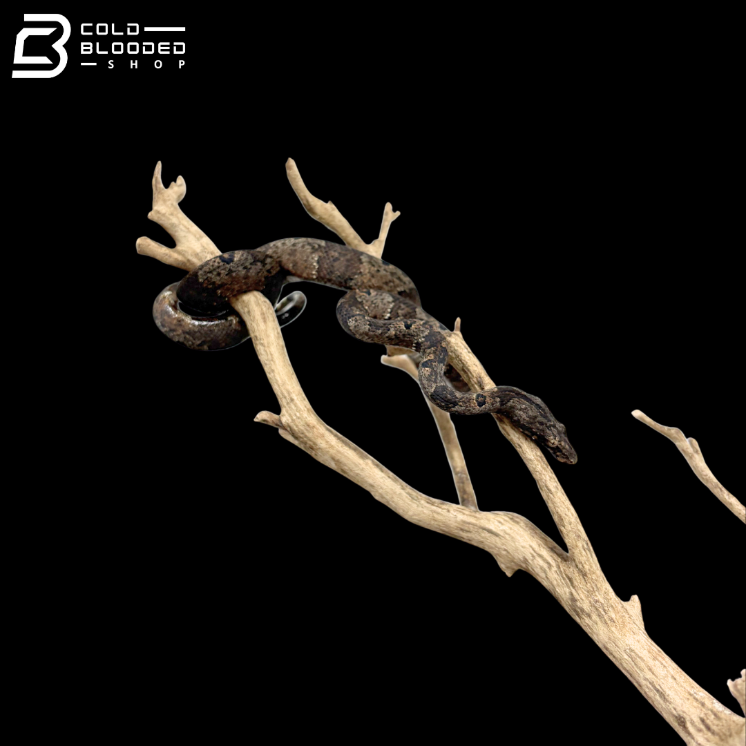 Indonesian Tree Boa - Candoia Carinata