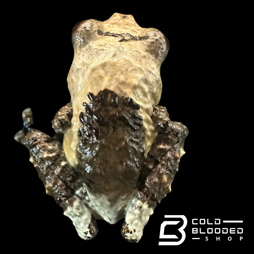 Rana de caca de pájaro vietnamita - Theloderma asperum