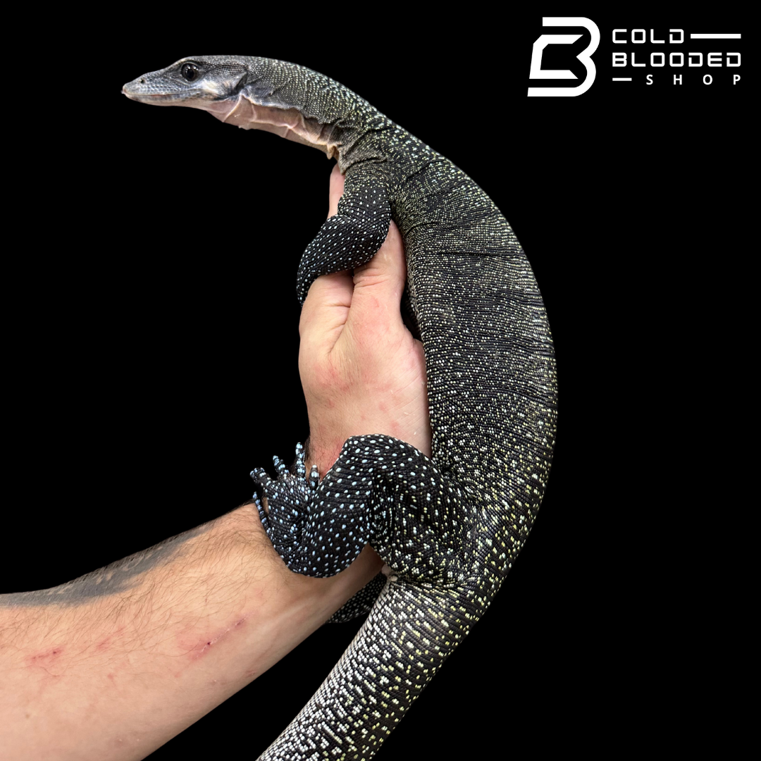 Sub-Adult Peach-throated Monitor - Varanus jobiensis #4
