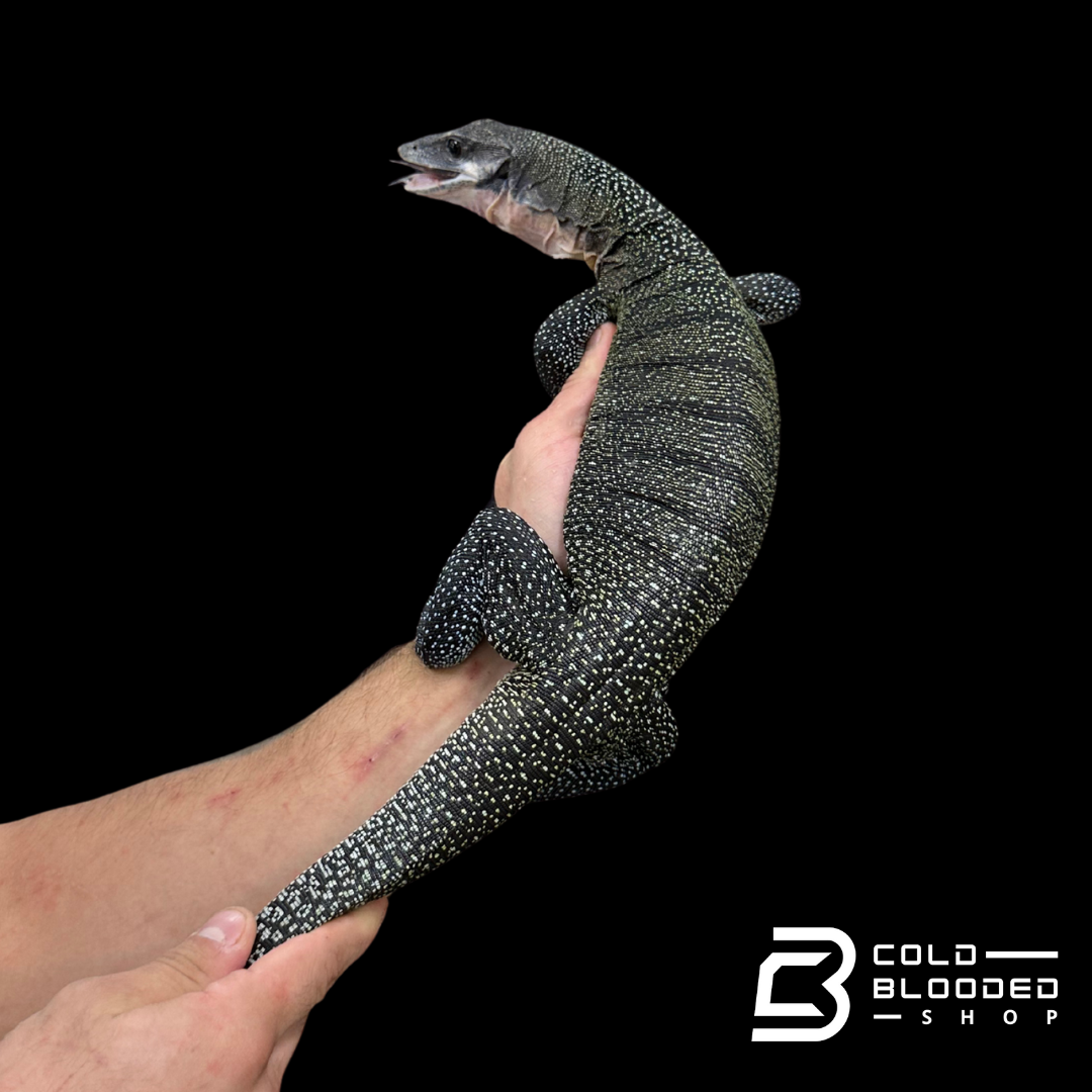 Sub-Adult Peach-throated Monitor - Varanus jobiensis #4