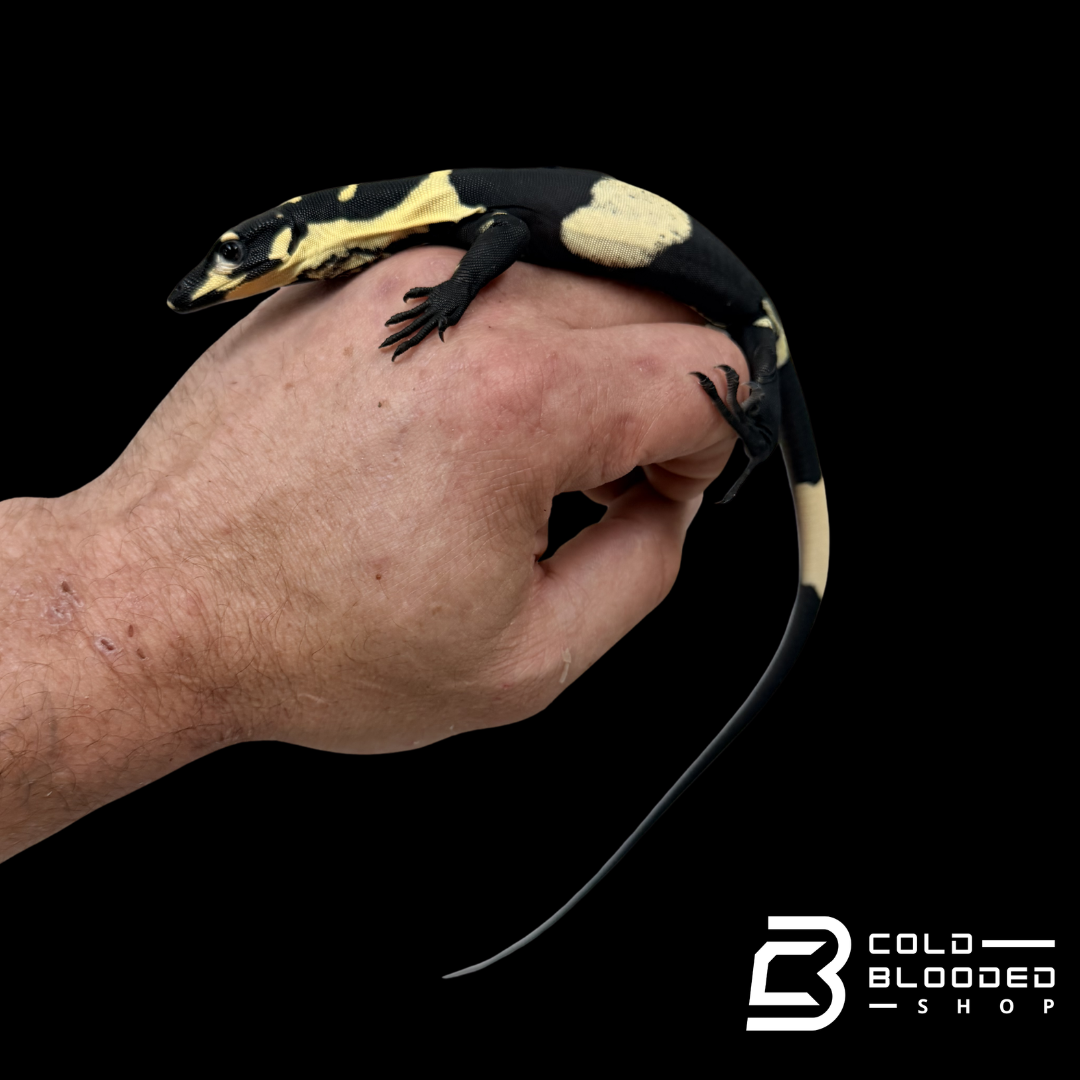 Baby Super Bell's Phase Lace Monitor - Varanus varius #1