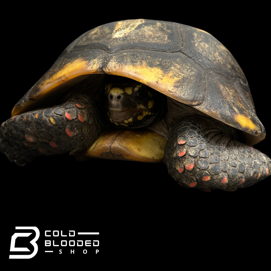 GIANT Suriname male Red-foot Tortoise - Chelonoidis carbonaria
