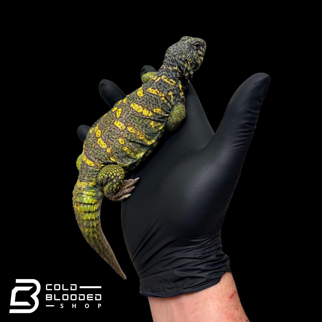 Bebé Uromastyx adornado